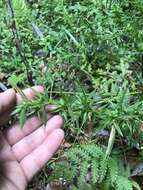 Image of Woolly Rosette Grass