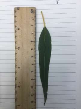 صورة Eucalyptus tereticornis subsp. tereticornis