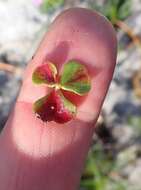 Image of Oxalis commutata var. concolor Salter