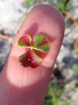 Image of Oxalis commutata Sond.