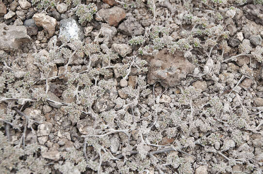 Image of Gray matplant