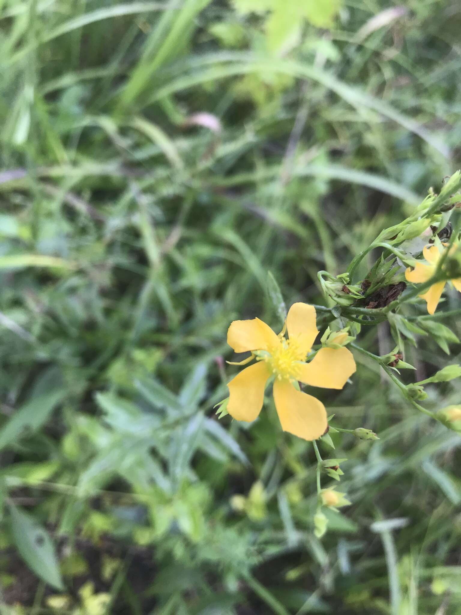 Image of rose of Sharon