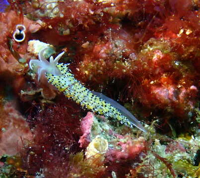 Image of Caloria elegans (Alder & Hancock 1845)