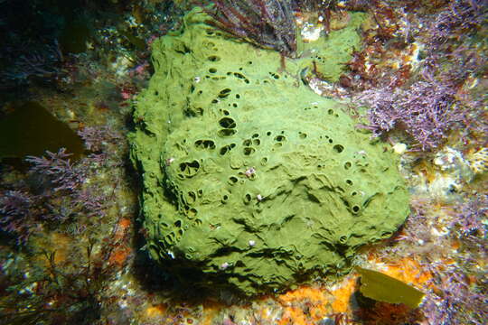 Image of Latrunculia (Biannulata) kaakaariki Alvarez, Bergquist & Battershill 2002