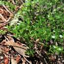 Image of Humboldt bedstraw