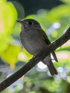 Muscicapa muttui (Layard & EL 1854) resmi