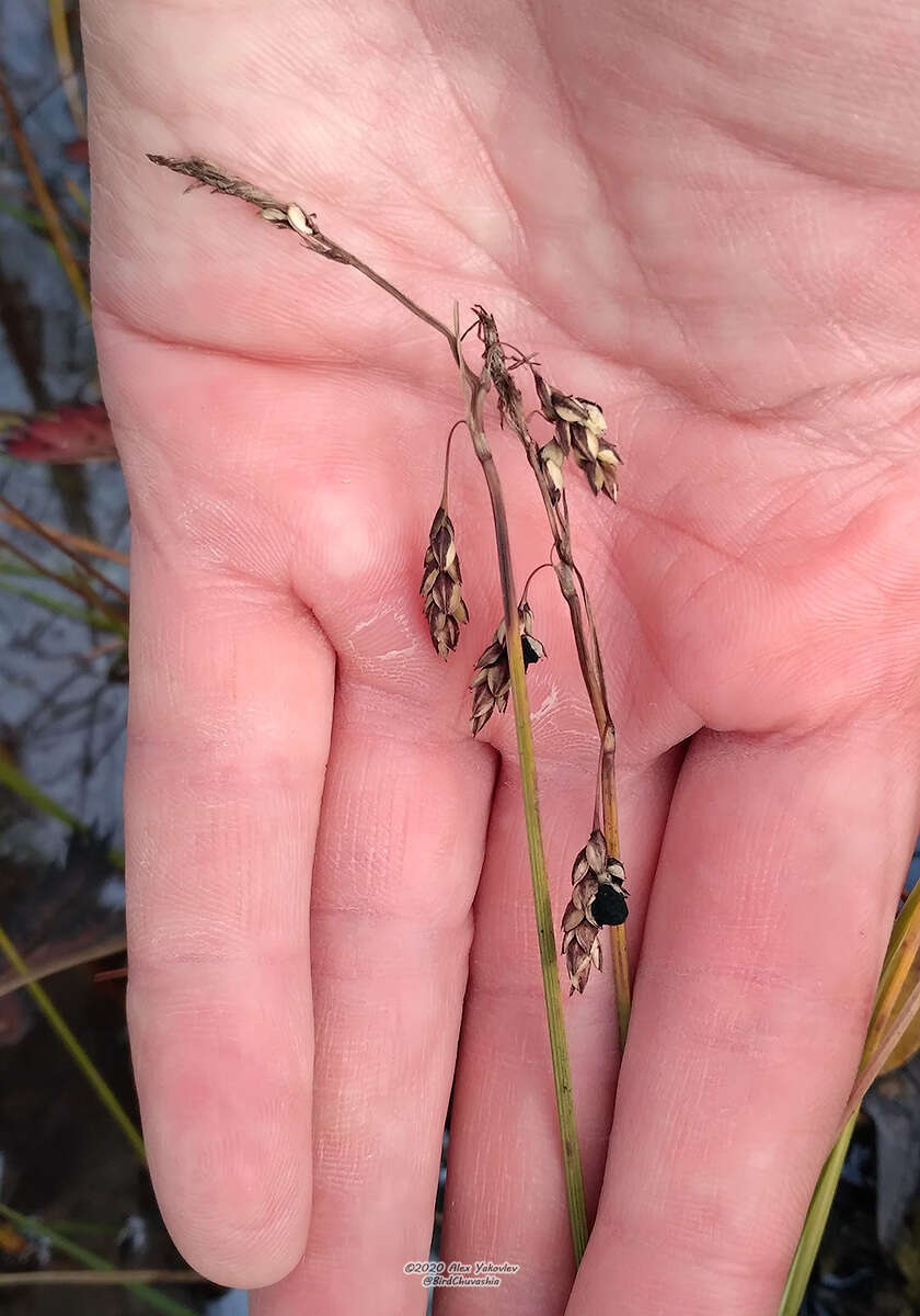 Image of Loose-flowered alpine sedge