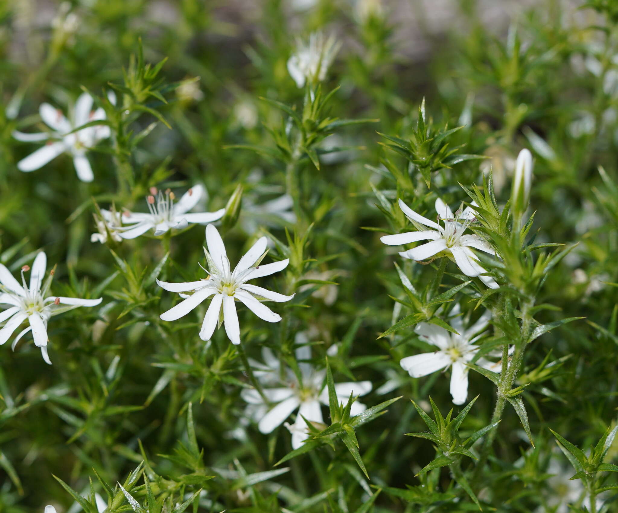 Image of Stellaria pungens Brongn.