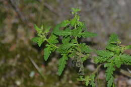 Aureolaria pedicularia (L.) Raf. ex Pennell resmi