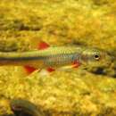 Image of Slender Redfin