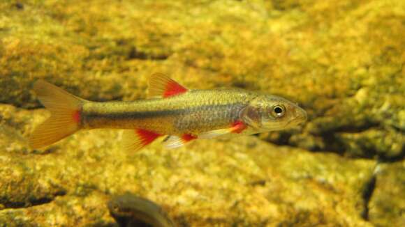 Image of Slender Redfin