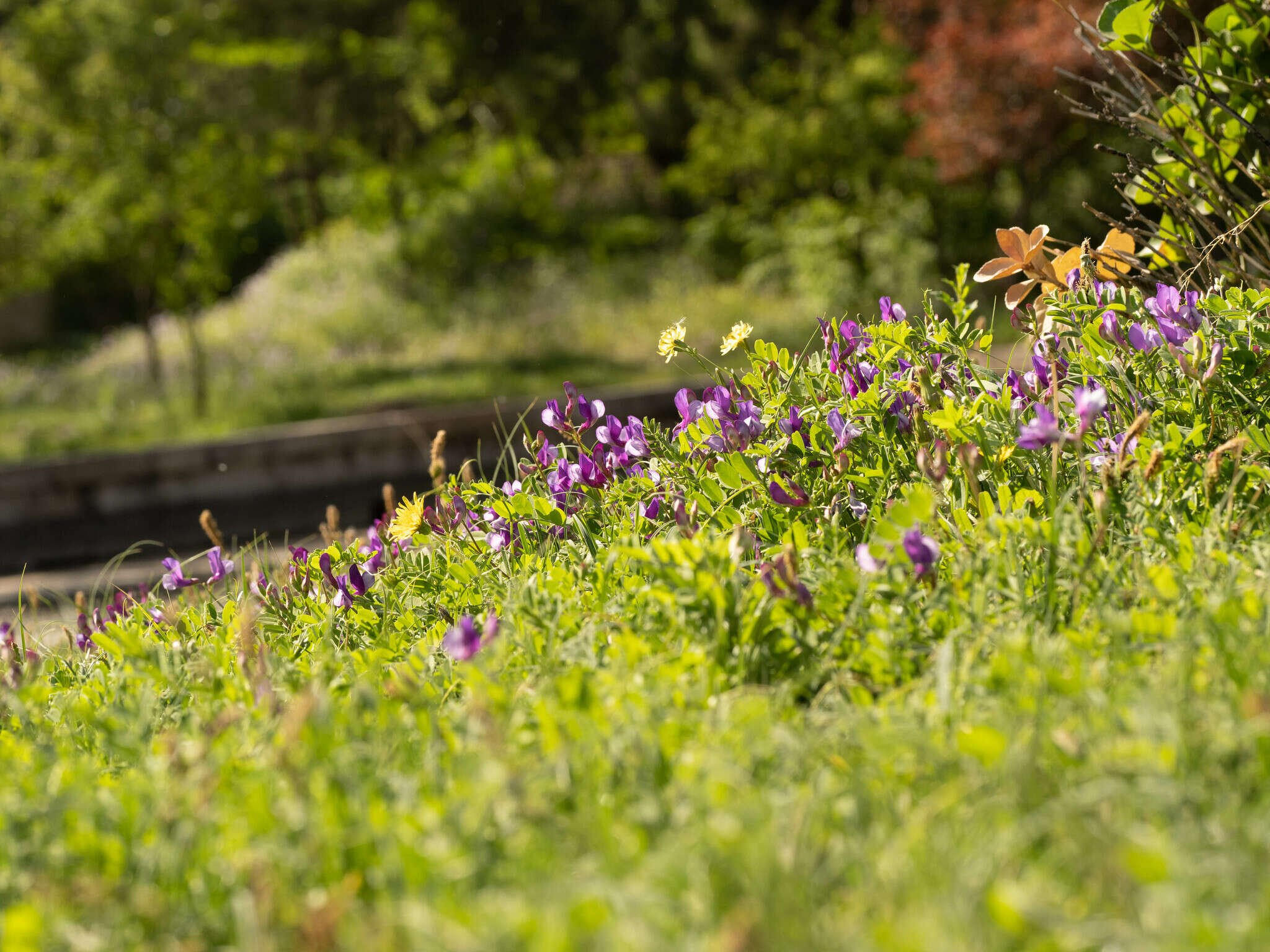 Image of Vicia bungei Ohwi