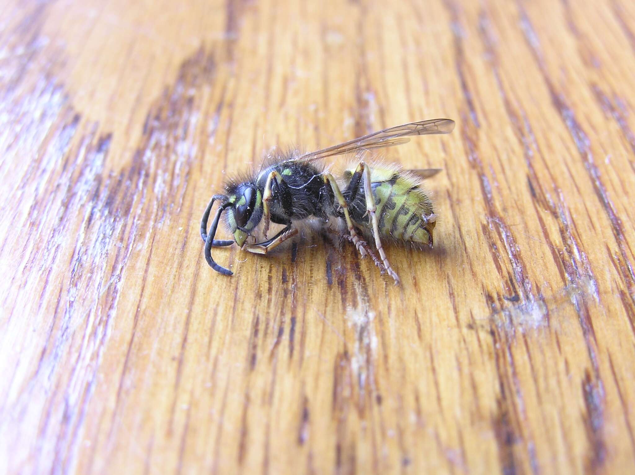 Image of Common wasp