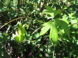 Image of Aconitum stoloniferum Vorosh.