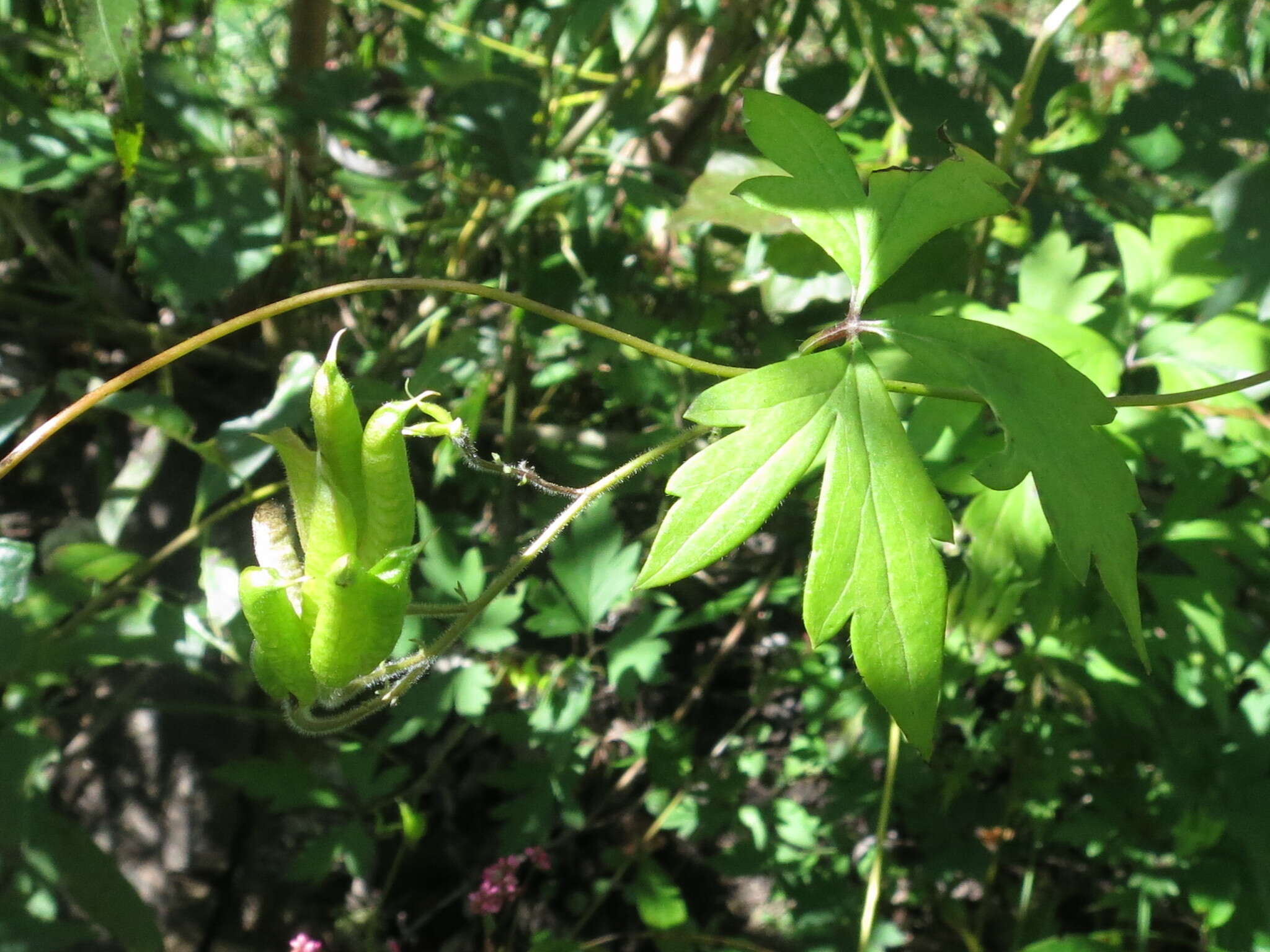 Imagem de Aconitum stoloniferum Vorosh.