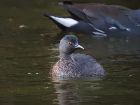 Image de Tachybaptus dominicus dominicus (Linnaeus 1766)