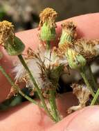 Image of shale barren ragwort