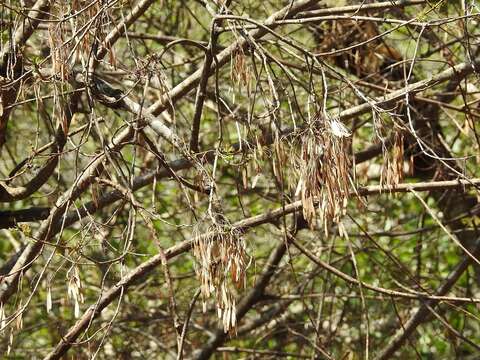 Sivun Fraxinus uhdei (Wenz.) Lingelsh. kuva