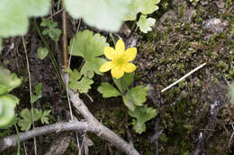 Image of Yellow Thimbleweed