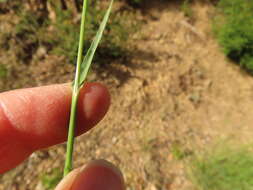 Image of Geyer's oniongrass