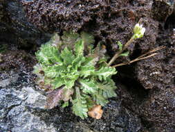 Слика од Pachycladon novae-zelandiae (Hook. fil.) Hook. fil.