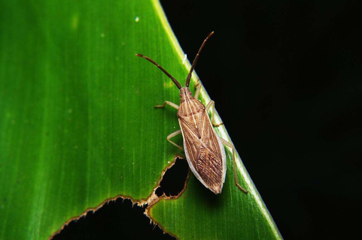 Imagem de Homoeocerus (Tliponius) indus Distant 1918