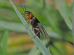 Philonthus (Onychophilonthus) marginatus (Müller & O. F. 1764) resmi