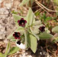 Image of Nonea taurica (Ledeb.) Ledeb.