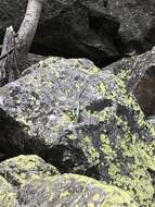 Image of Rock Lizard