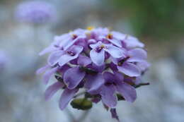 Image of Iberis linifolia subsp. violletii (Soy.-Will. ex Godr.) Valdés