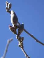 Image of Gossypium aridum (Rose & Standl.) Skovsted