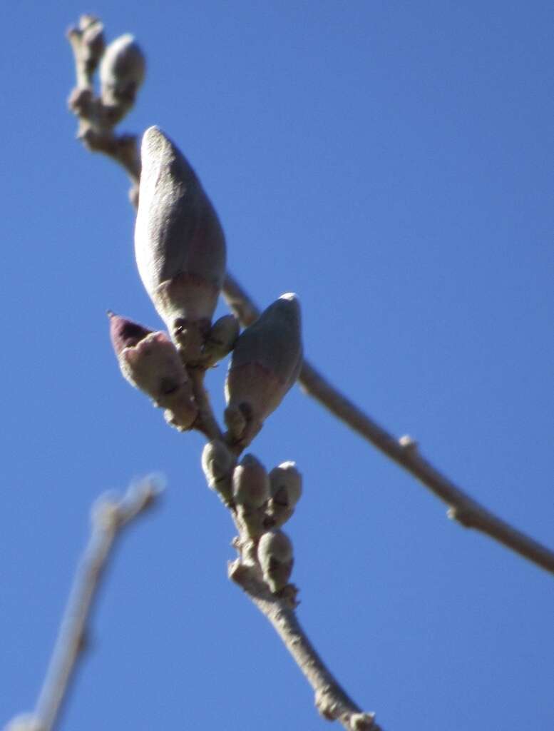 Image of Gossypium aridum (Rose & Standl.) Skovsted