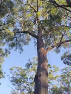 Image of Eucalyptus baileyana F. Müll.