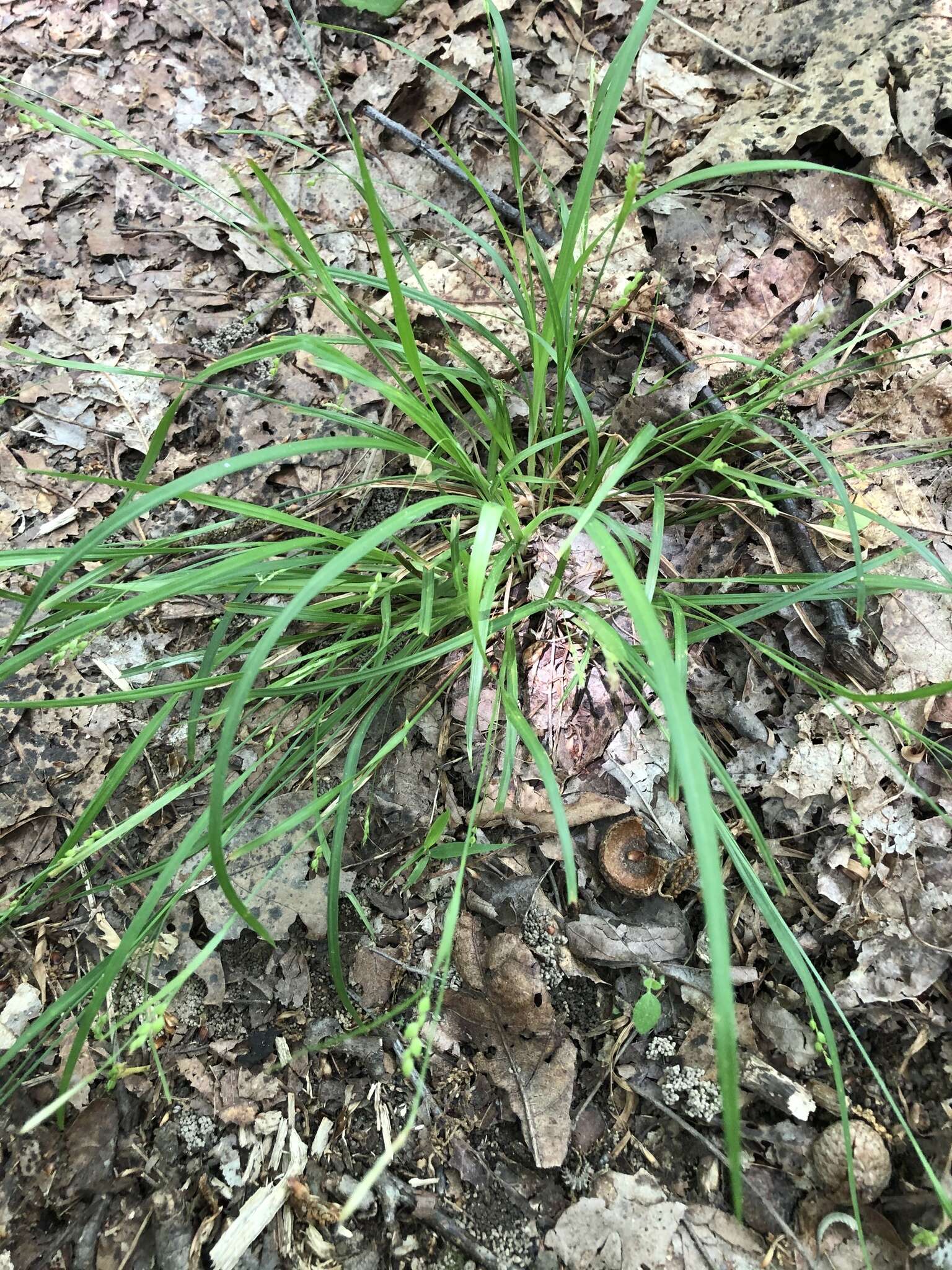 Image of slender woodland sedge