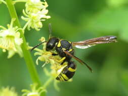 Image de Odynerus consobrinus Dufour 1839