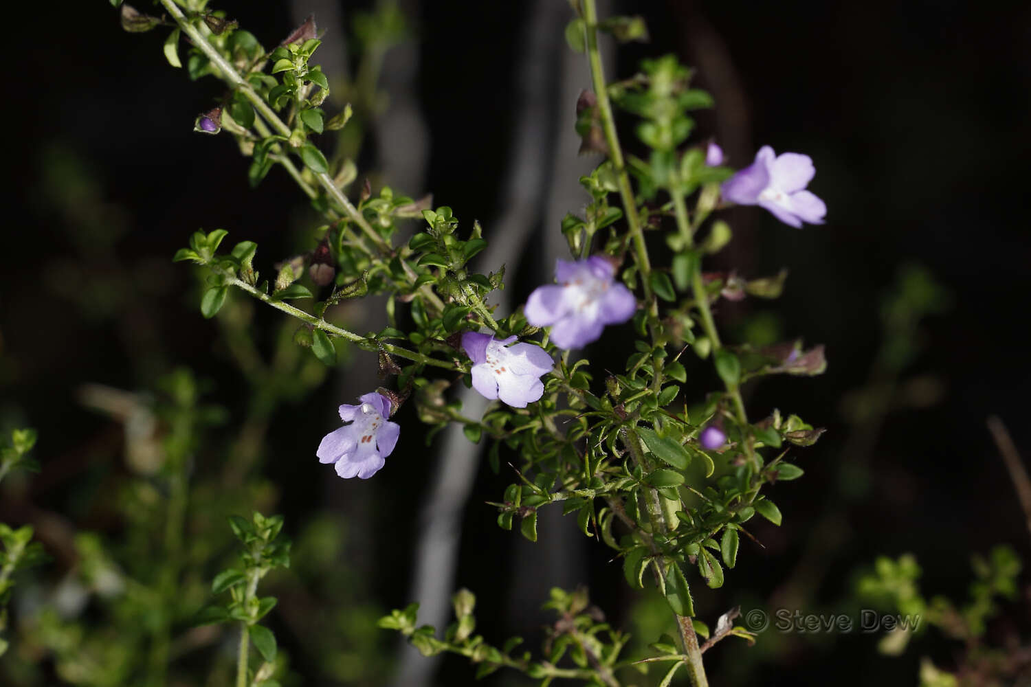 Prostanthera spinosa F. Muell. resmi