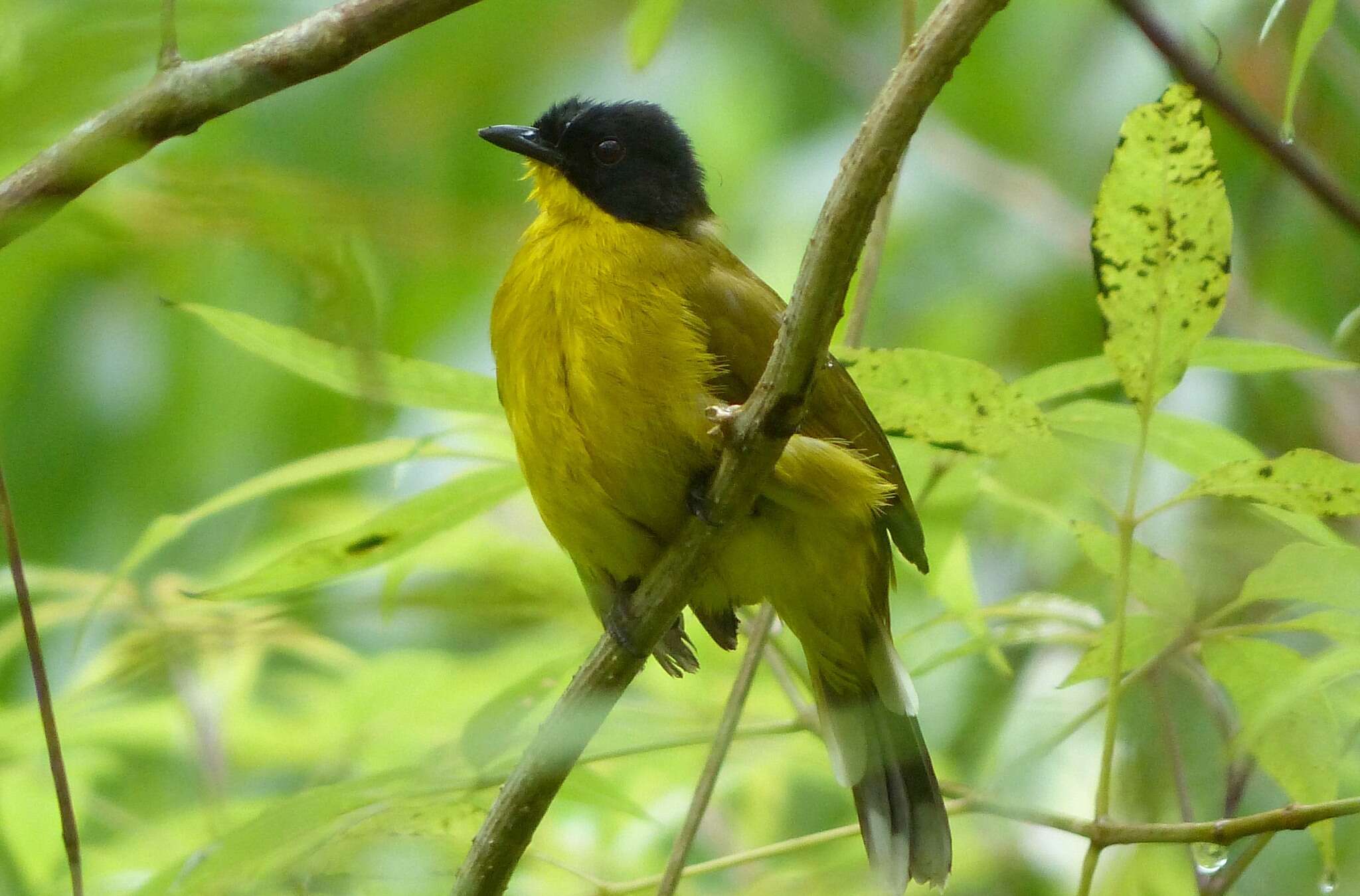 Image of Rubigula melanictera