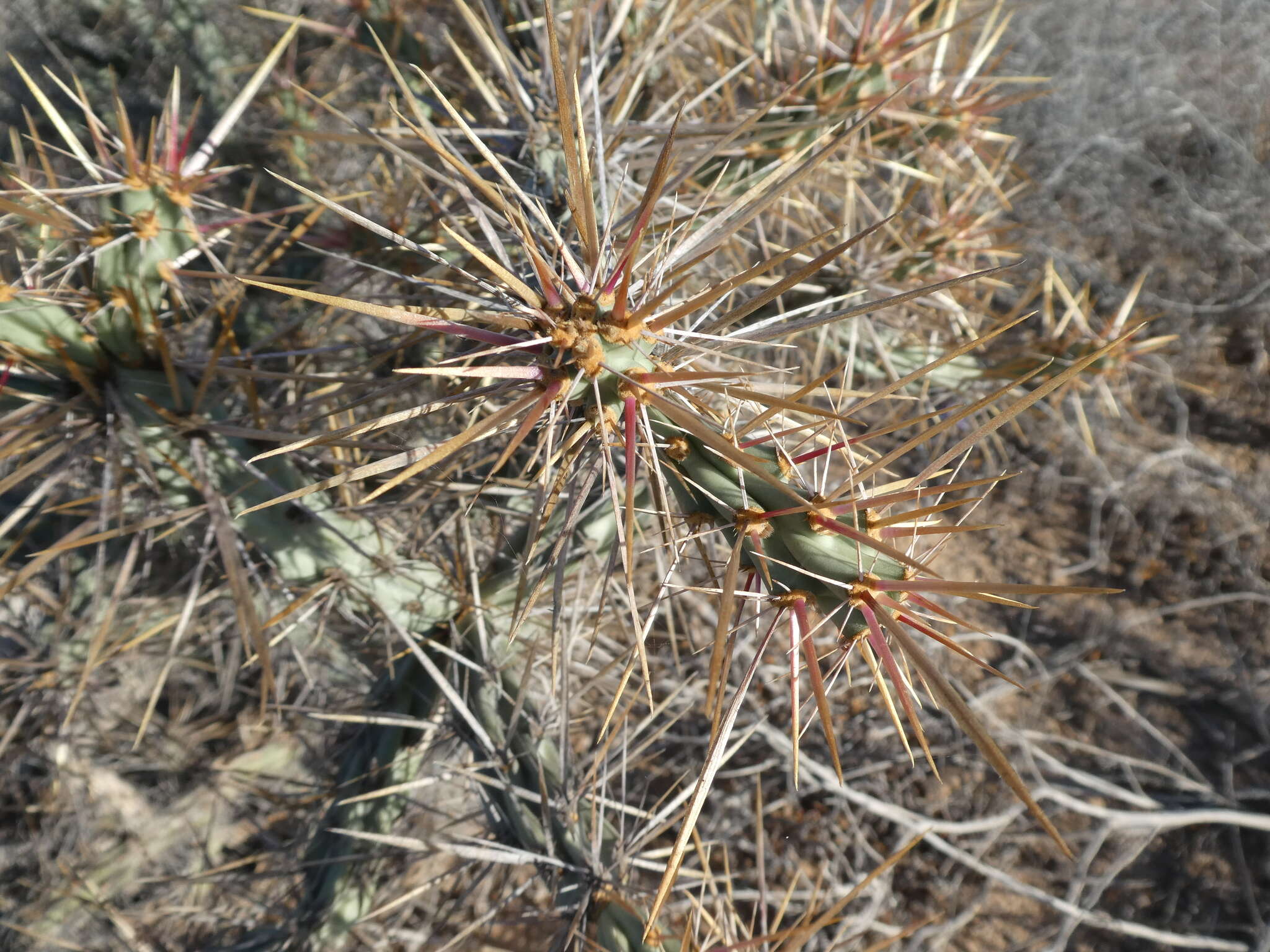 Image of Cylindropuntia molesta subsp. molesta