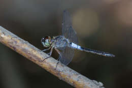 Image of Orchithemis pruinans (Selys 1878)