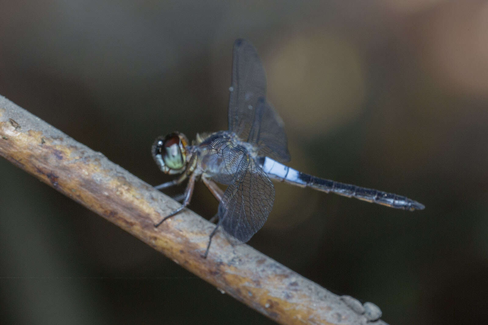 Imagem de Orchithemis pruinans (Selys 1878)