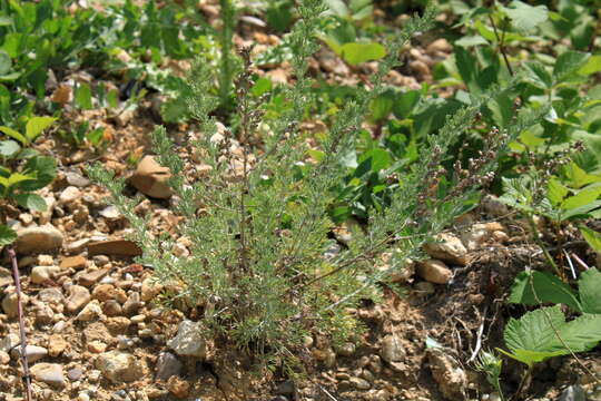 صورة Artemisia taurica