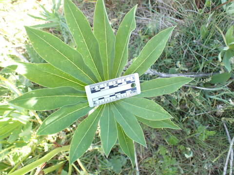 Image of bigleaf lupine