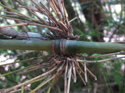 Image of Hickelia madagascariensis A. Camus