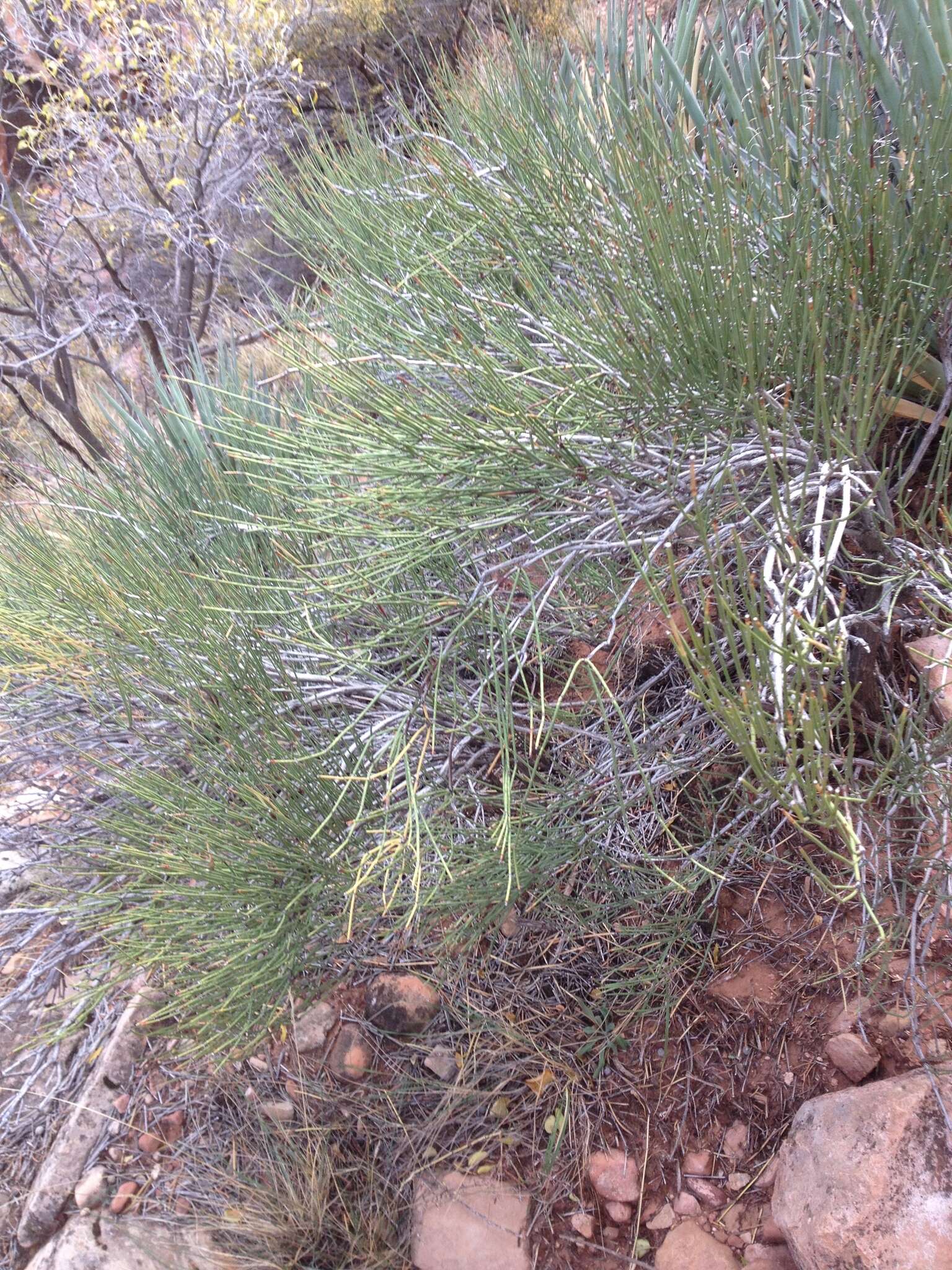 Image of Green Ephedra