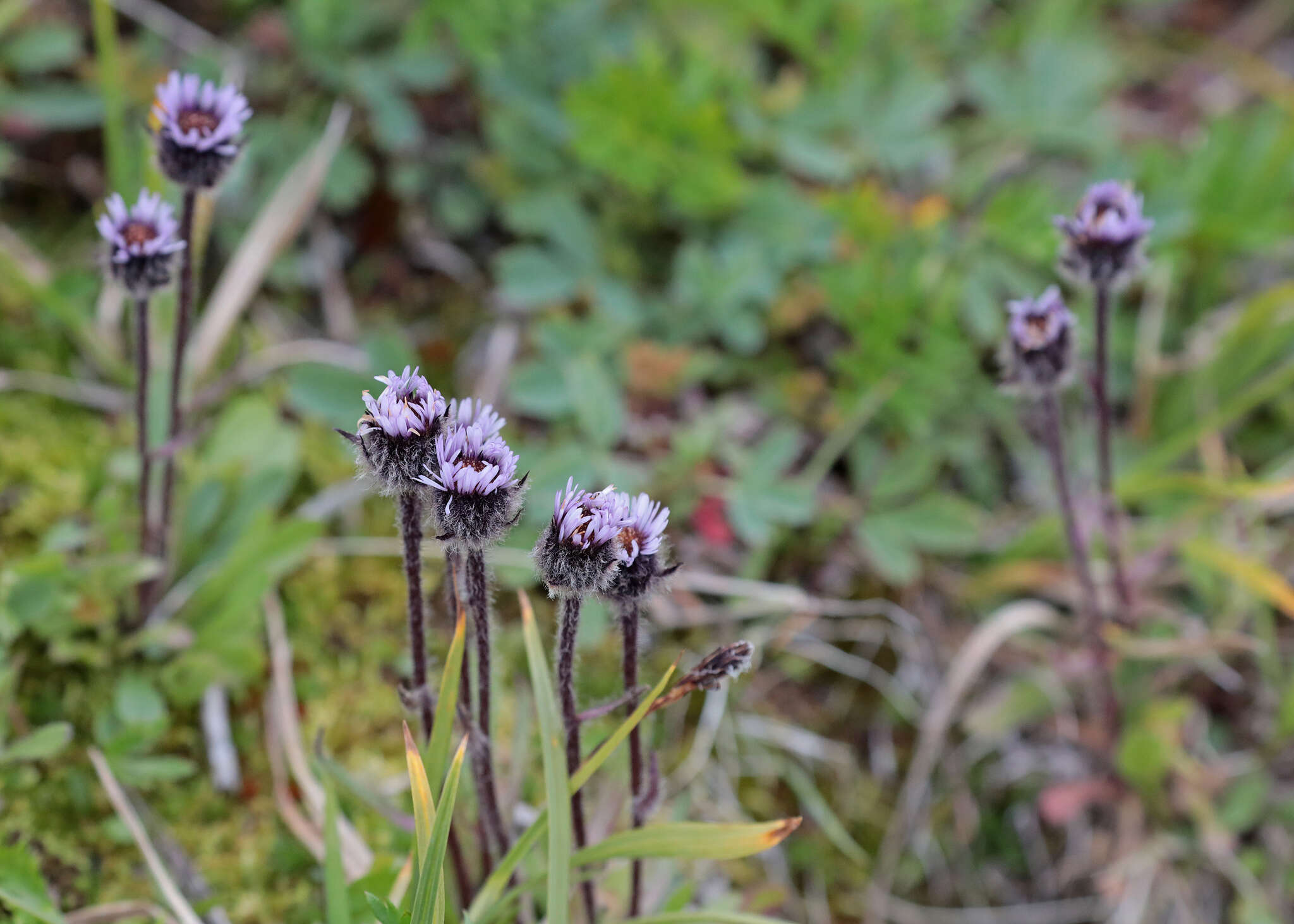 Image of arctic alpine fleabane