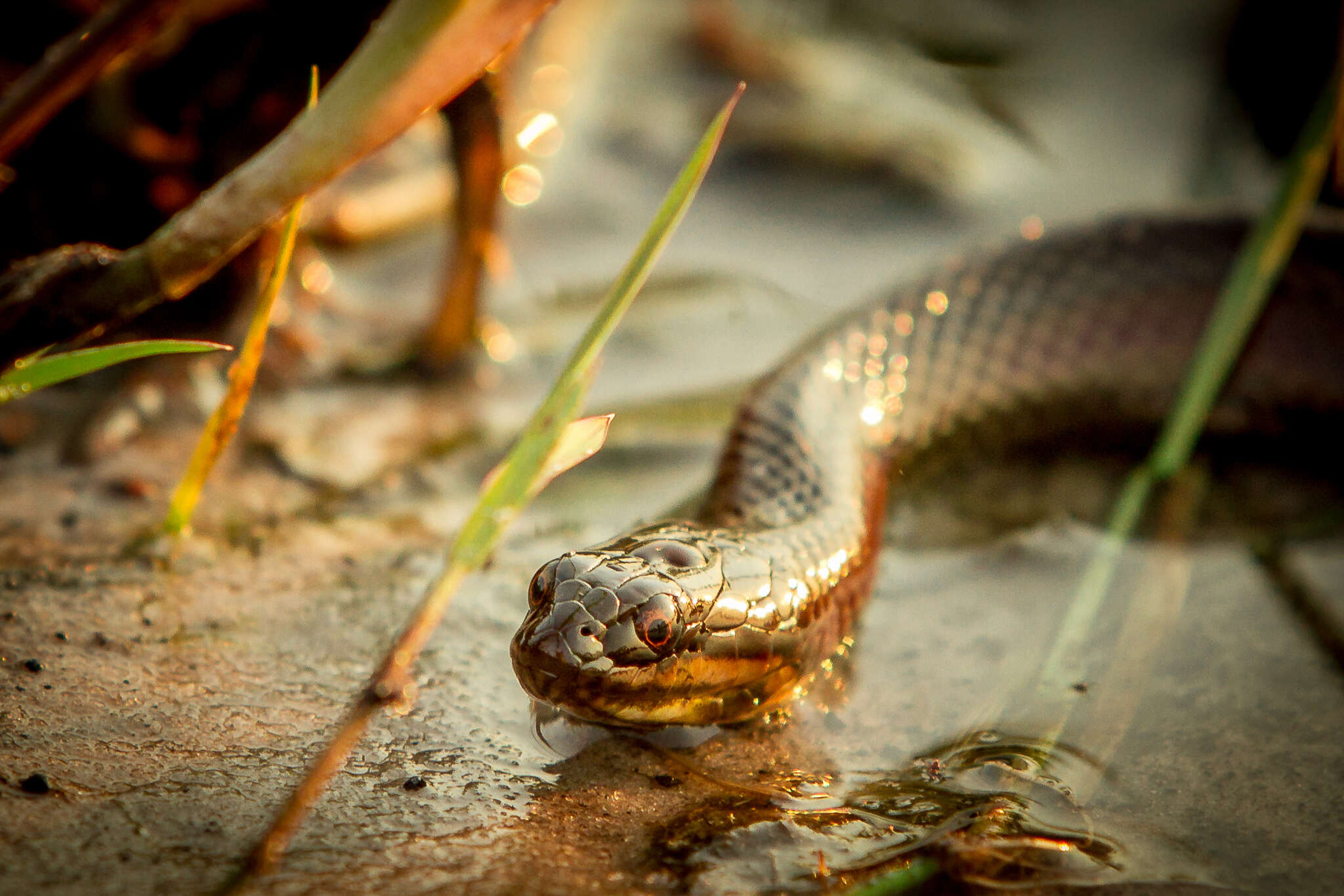 Image of Bangweulu Water Snake