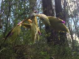 Image of Tillandsia lajensis André