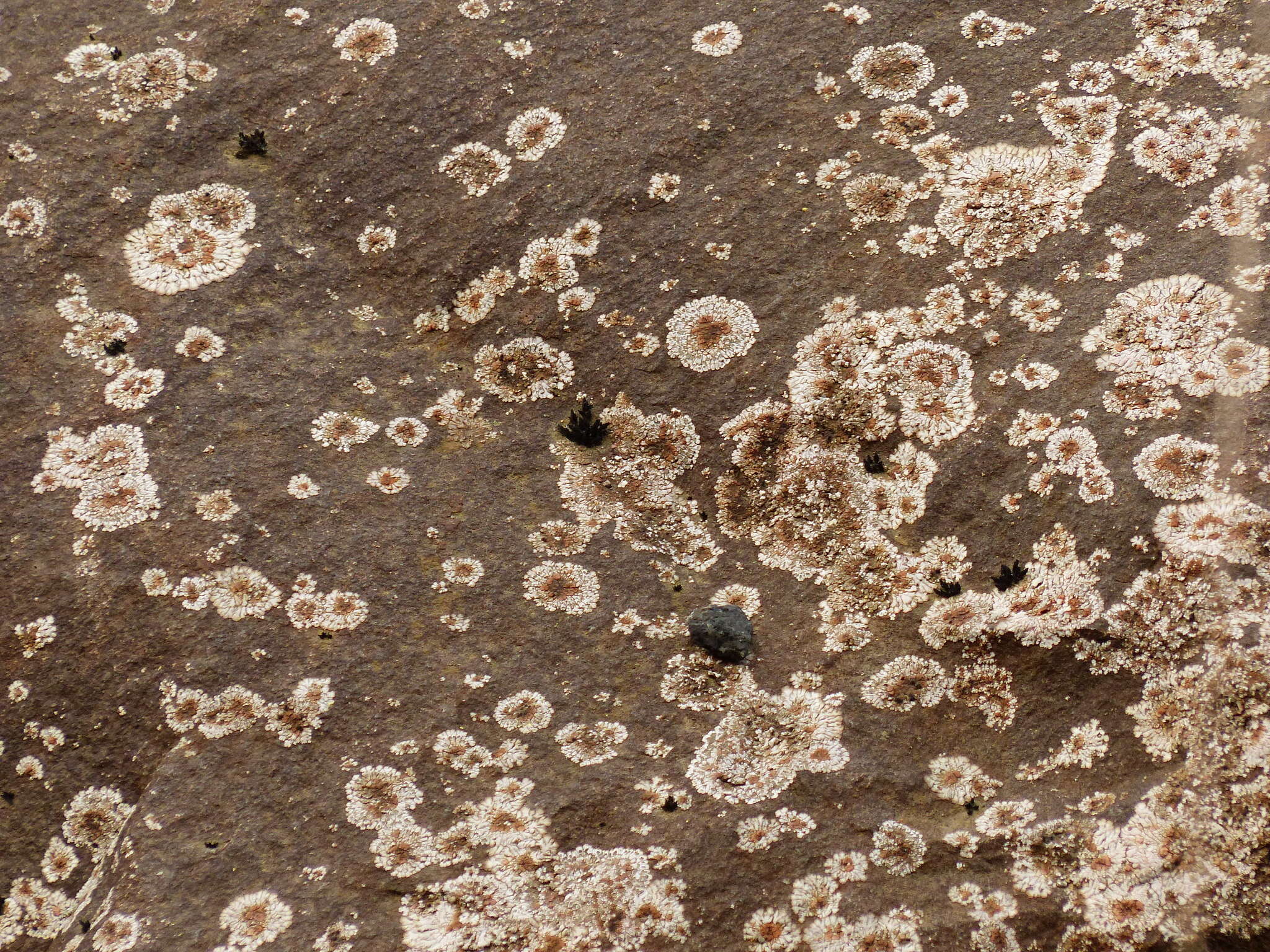 Image of bullseye lichen