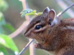 Image of Allen’s Chipmunk