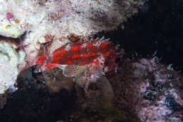 Image of Common scorpionfish